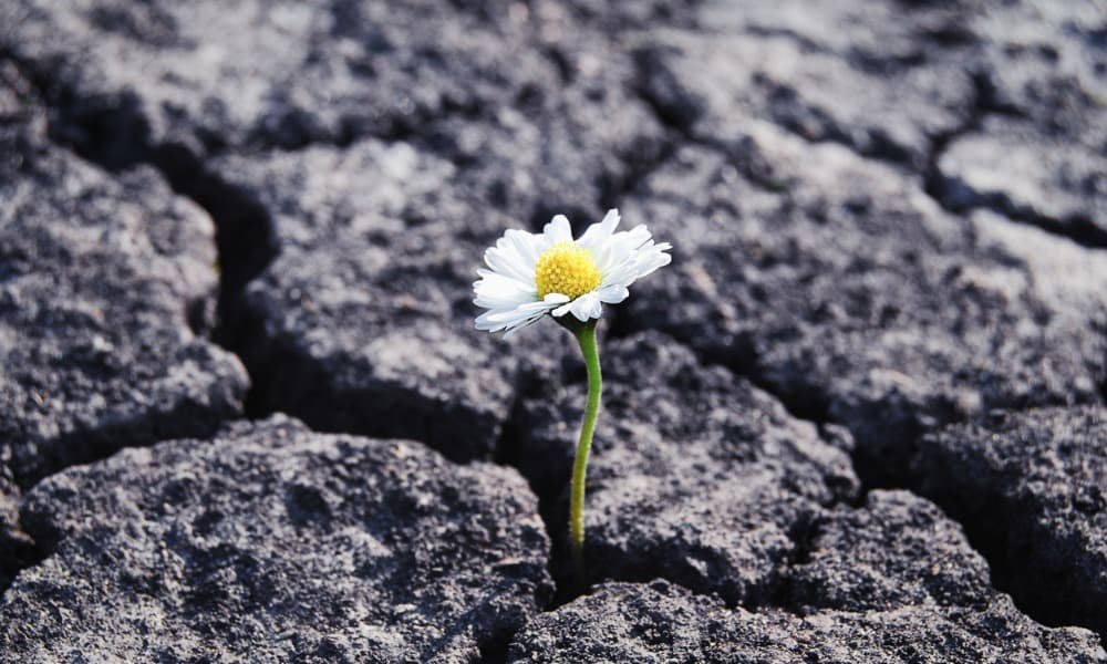 flower growing out of cracked concrete